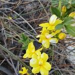 Jasminum nudiflorumFlower