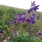 Aquilegia vulgarisKwiat