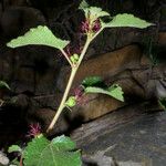 Acalypha californica Vekstform