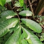 Anthonotha macrophylla Leaf
