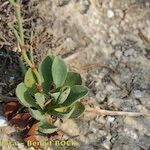 Limonium legrandii Celota