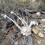 Dudleya pulverulenta Leaf