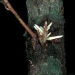 Amphirrhox longifolia Flor