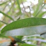 Calophyllum tacamahaca Leaf