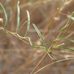 Xenostegia tridentata Feuille