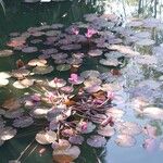 Nymphaea rubra फूल