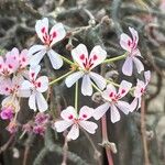 Pelargonium echinatum Çiçek