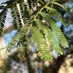 Vachellia karroo Blad