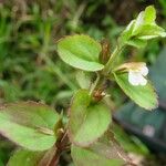 Vandellia diffusa Other