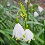 Leucojum aestivum Цветок