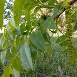 Juglans californica Flors