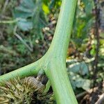 Datura ferox Rusca