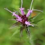 Vernonia glauca Kukka