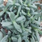 Carruanthus ringens Leaf