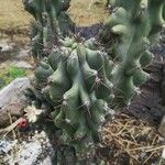 Cereus hildmannianus Folha