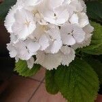 Hydrangea spp. Květ