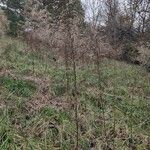 Eupatorium capillifolium Fulla