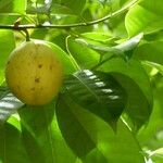 Myristica fragrans Leaf