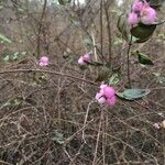 Symphoricarpos orbiculatus Frucht