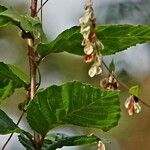 Fallopia dumetorum Hoja