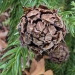 Cryptomeria japonica Fruit