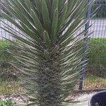 Yucca filifera برگ