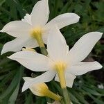 Narcissus triandrus Květ