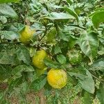 Citrus medica ഫലം