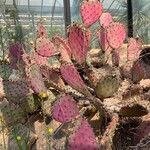 Opuntia macrocentra List