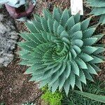 Aloe polyphylla Habitus