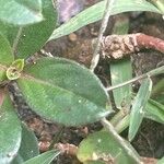 Gomphrena serrata Leaf