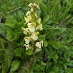 Pedicularis ascendens Flower