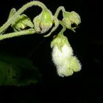 Kohleria tigridia Fruit