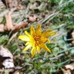 Scorzonera humilis Flor