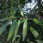 Nectandra angustifolia Листок