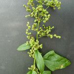 Chenopodium hybridum Other
