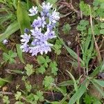 Hyacinthoides italica फूल
