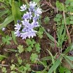 Hyacinthoides italica ফুল