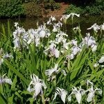 Iris laevigata Elinympäristö