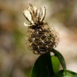 Centaurea jordaniana 果実