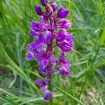 Orchis provincialis Квітка