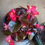 Begonia cucullata Leaf