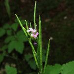 Cardamine chelidonia Frukto