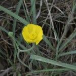 Ranunculus gramineus Kvet