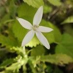 Hippobroma longiflora Blüte