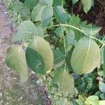 Staphylea trifolia Folha