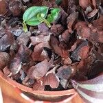 Peperomia albovittata Leaf