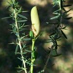 Genista anglica Fruit