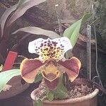 Paphiopedilum spp. Kwiat