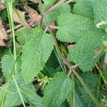 Teucrium scorodonia Hostoa